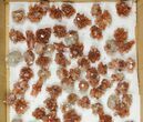 Lot: Twinned Aragonite Clusters - Pieces #103609-2